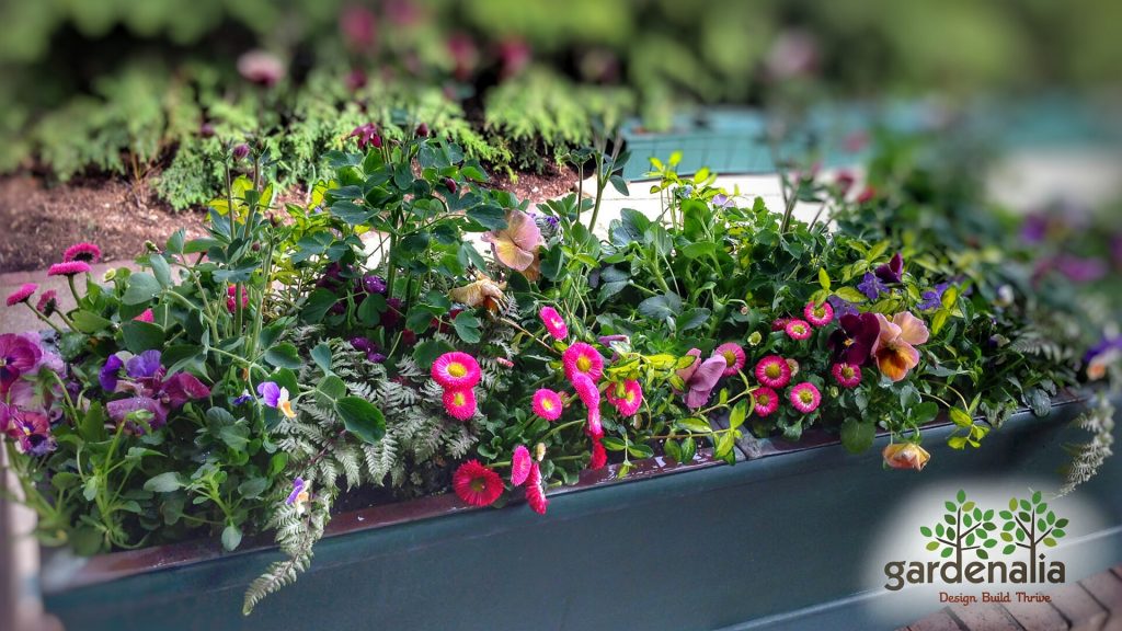 Gardenalia container spring flowers