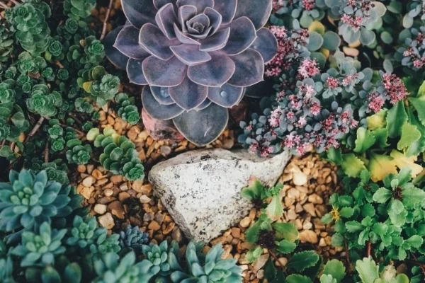 Succulents @ Gardenalia Pittsburgh