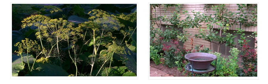 Edible Gardening