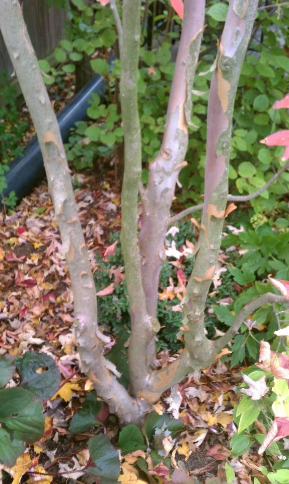 Gardenalia Fall