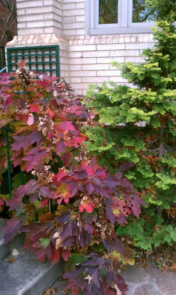 Gardenalia Fall