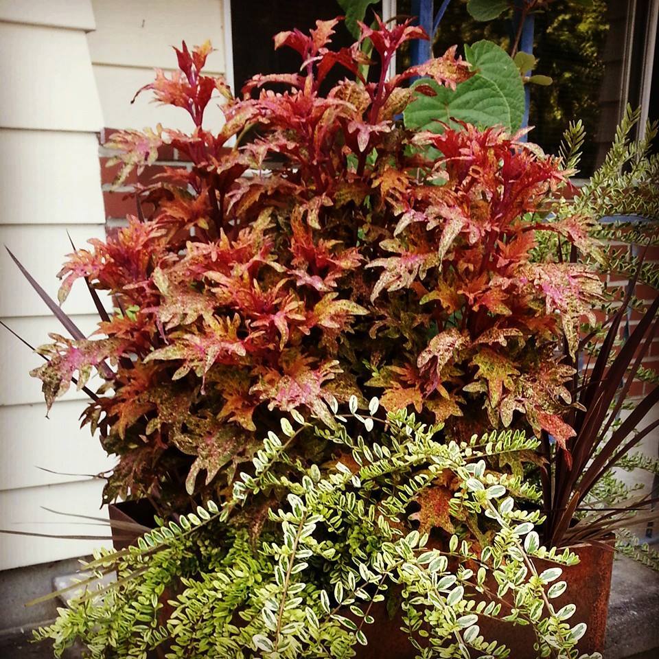 Container Garden