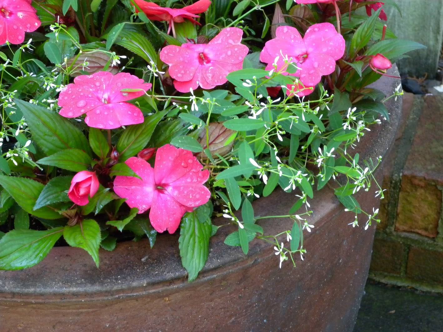 Container Garden