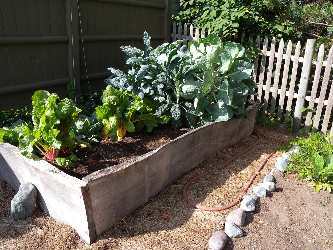 Container Veg garden.JPG