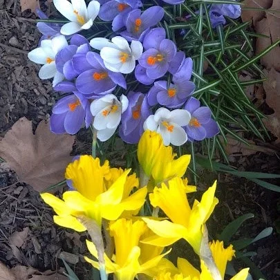 Spring-1.jpg