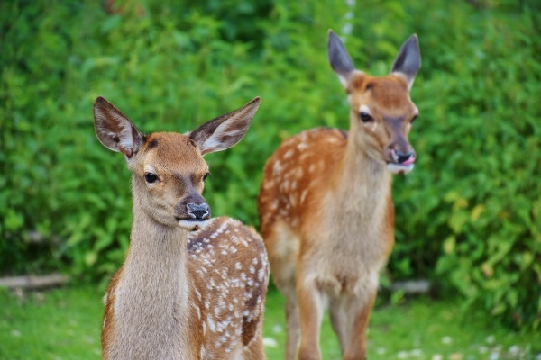 Hungry deer can destroy your landscape investment