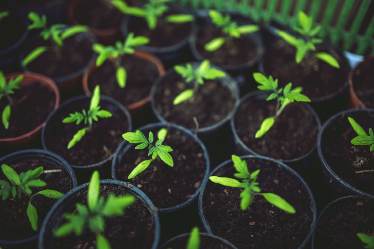 Tomato-edible-garden.jpg