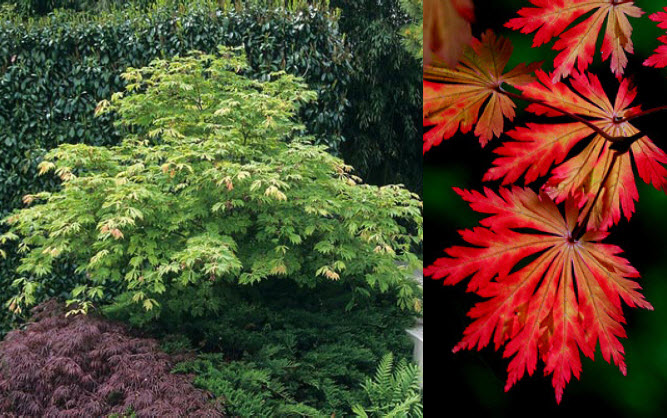 Full moon Japanese maple-aconto.jpg