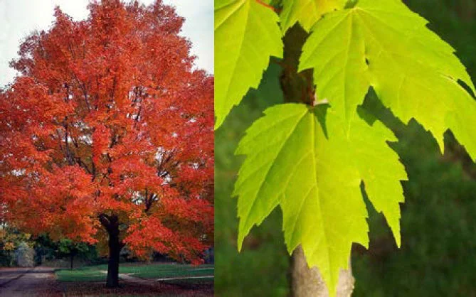 Red maple.jpg