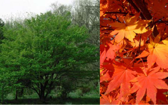 Korean Maple.jpg