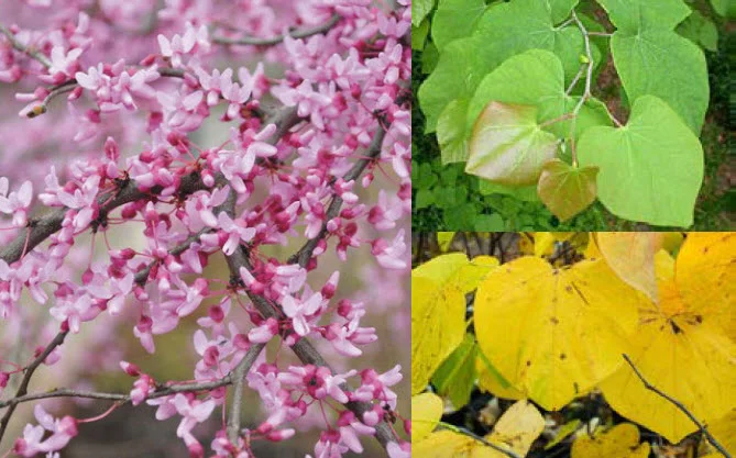 Eastern Redbud.jpg