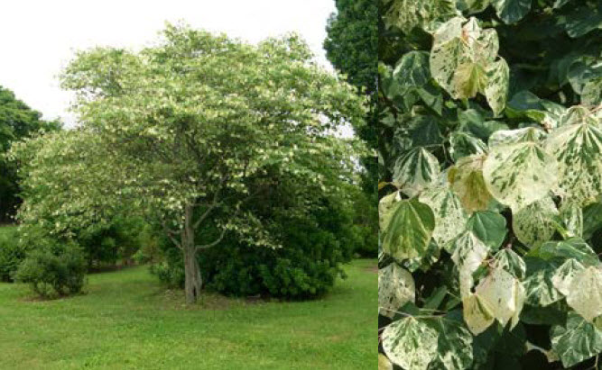 Eastern Redbud Silver Cloud.jpg
