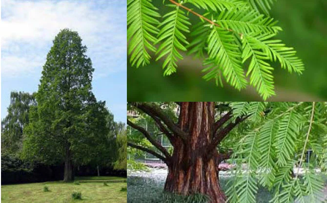 Dawn Redwood.jpg