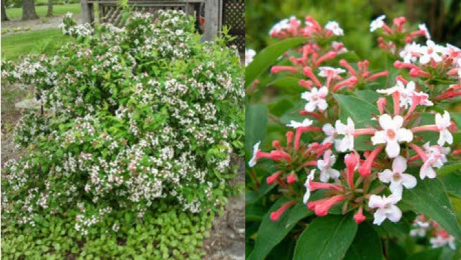 Fragrant Abelia.jpg