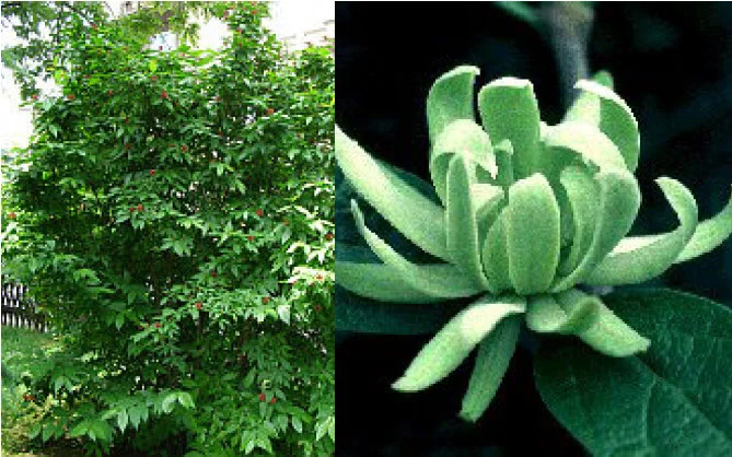 Carolina allspice athens.jpg