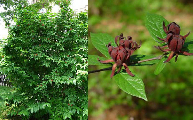 Carolina allspice.jpg