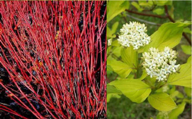 Red-Twig-Dogwood.jpg