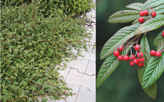 Willowleaf Cotoneaster.jpg