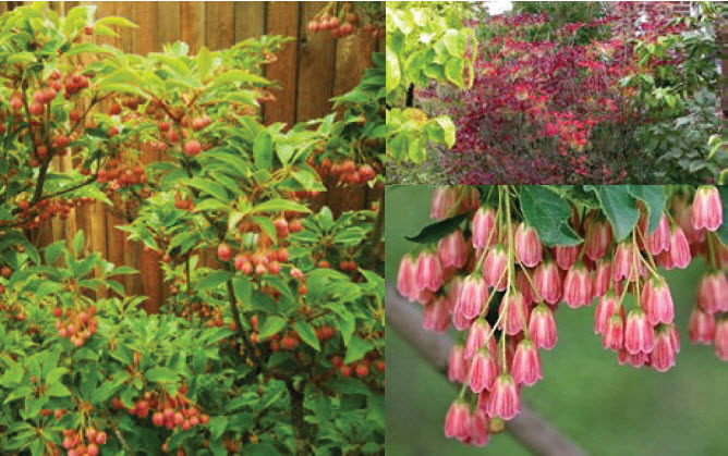 Eastern Redbud.jpg