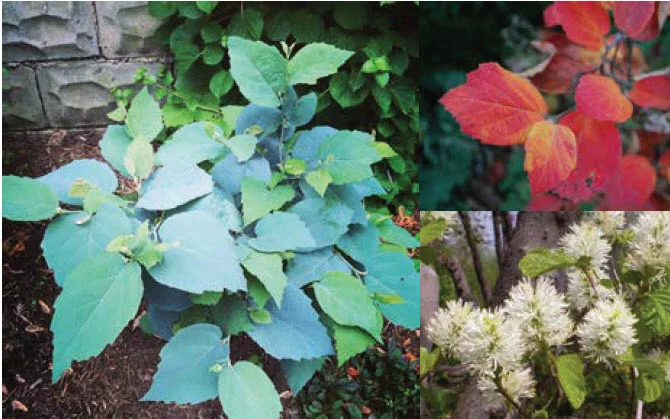 Fothergilla.jpg