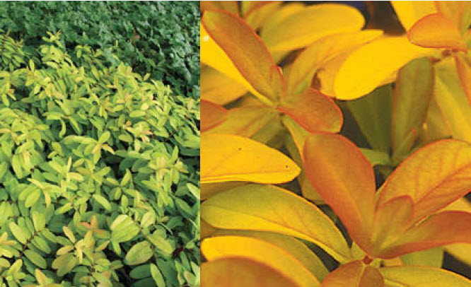 St-Johnswort.jpg