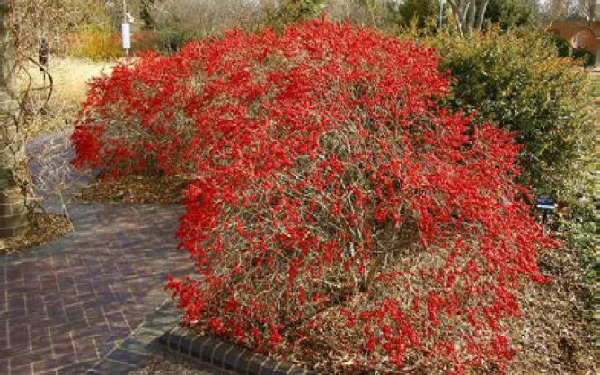 Espalier Asian Pear.jpg