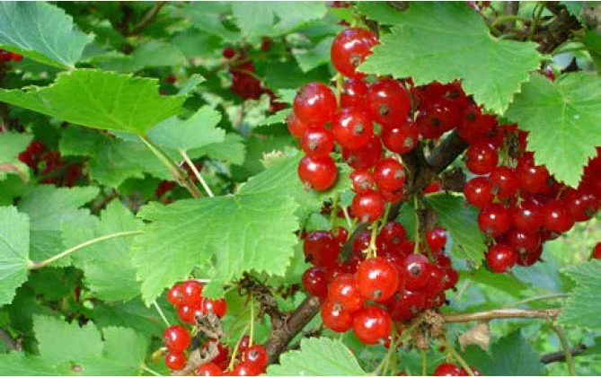 Red Currant.jpg