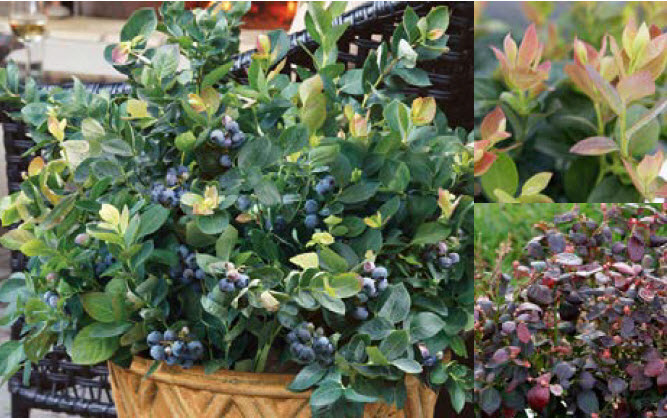 Dwarf blueberry.jpg