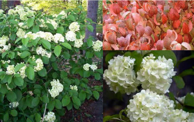 Newport Viburnum.jpg