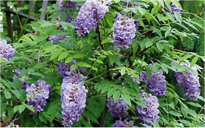 Dwarf Wisteria.jpg