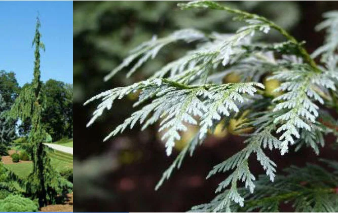 Alaskan Weeping Cedar.jpg