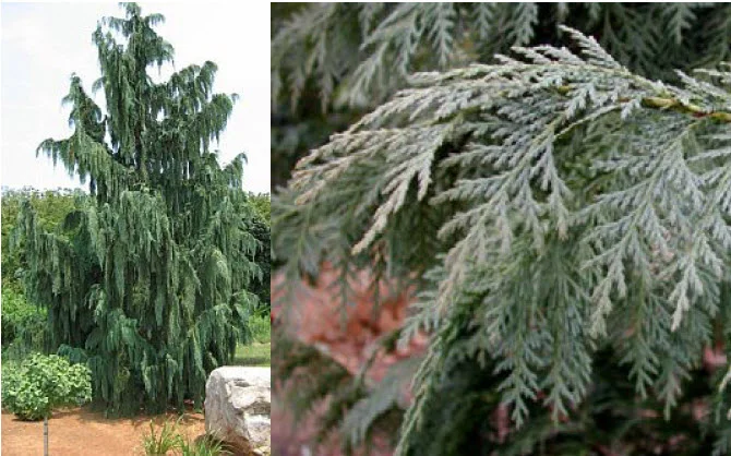 Katsura Japanese Maple.jpg