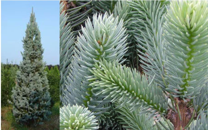 Columnar Blue Spruce.jpg