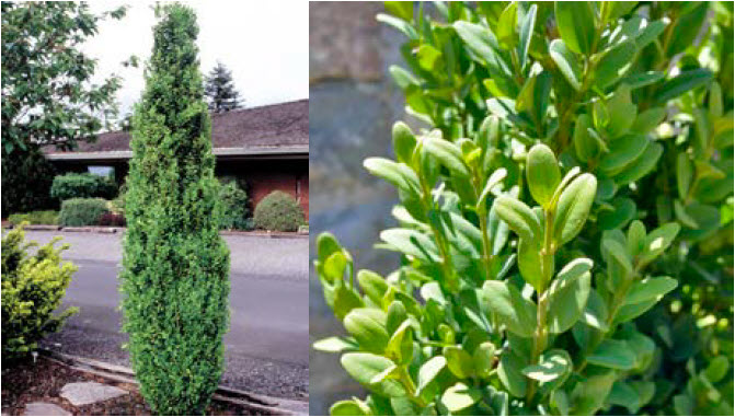 Columnar Boxwood.jpg