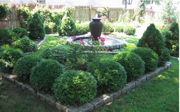Boxwood.jpg