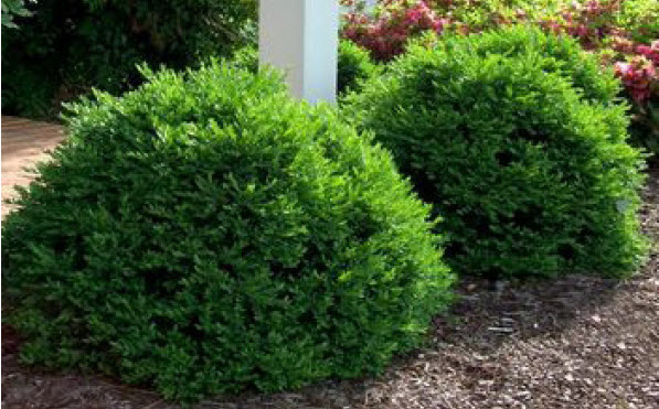 Katsura Japanese Maple.jpg