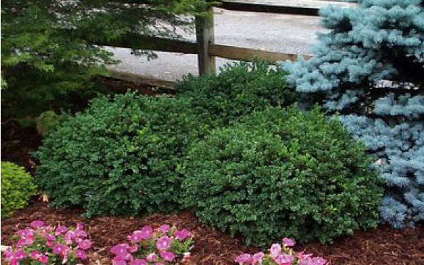 Japanese Maple.jpg