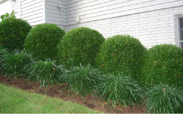 BoxwoodWinterGem.jpg