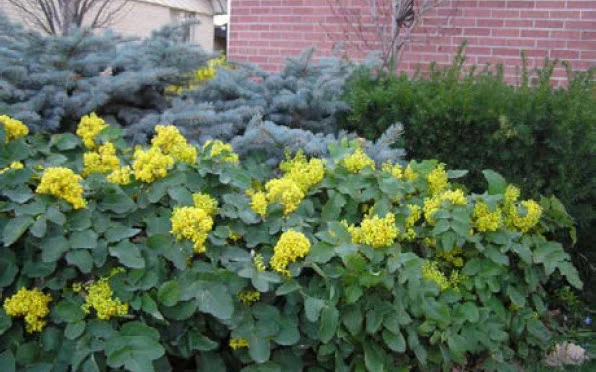 Eastern Redbud.jpg