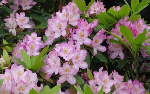 Pink Max Rhododendron.jpg