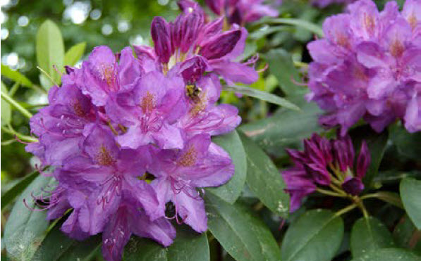 RhododendronPurpureumElegans.jpg