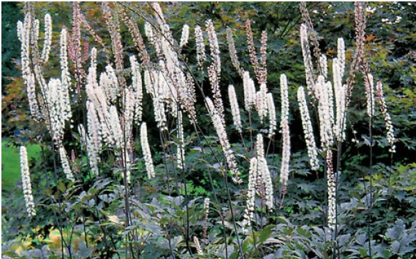 Bugbane.jpg