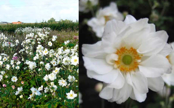 Windflower.jpg