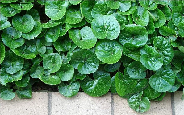 European Wild Ginger.jpg