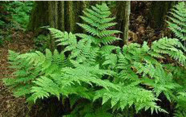 LadyFern.jpg