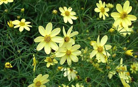 Threadleaf Tickseed.jpg