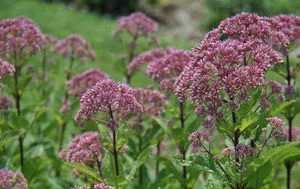 Dwarf Joe Pye Weed.jpg