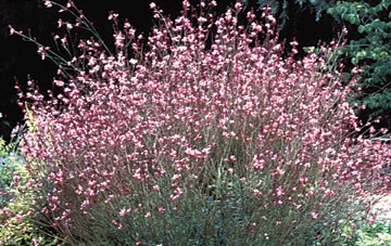 Gaura.jpg