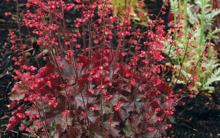 Coral Bells.jpg