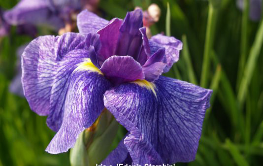 Japanese Iris-EdenStARSHIP.jpg